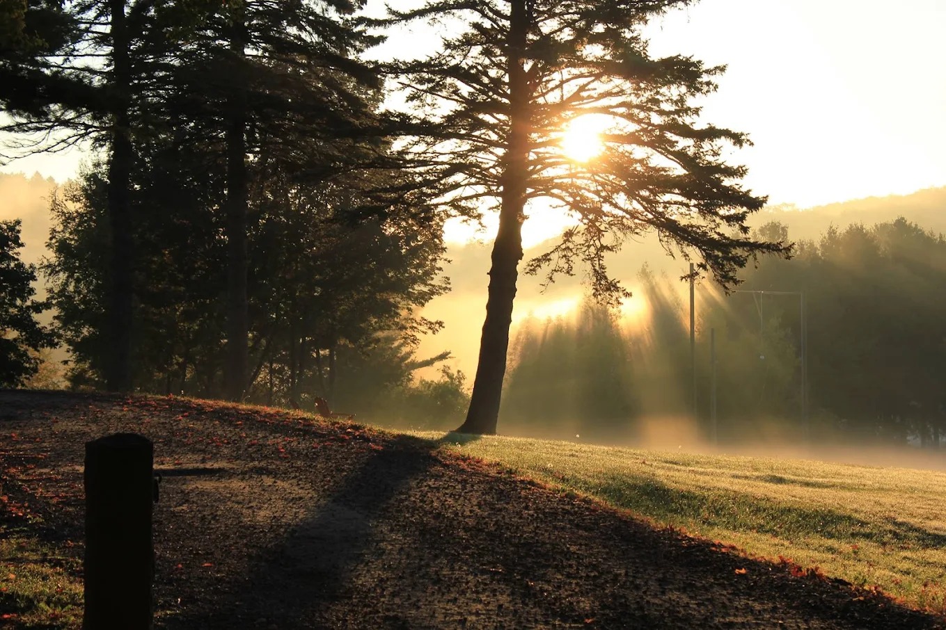 Golden sunlight streams through tall coniferous trees onto a misty forest clearing at sunrise or sunset.