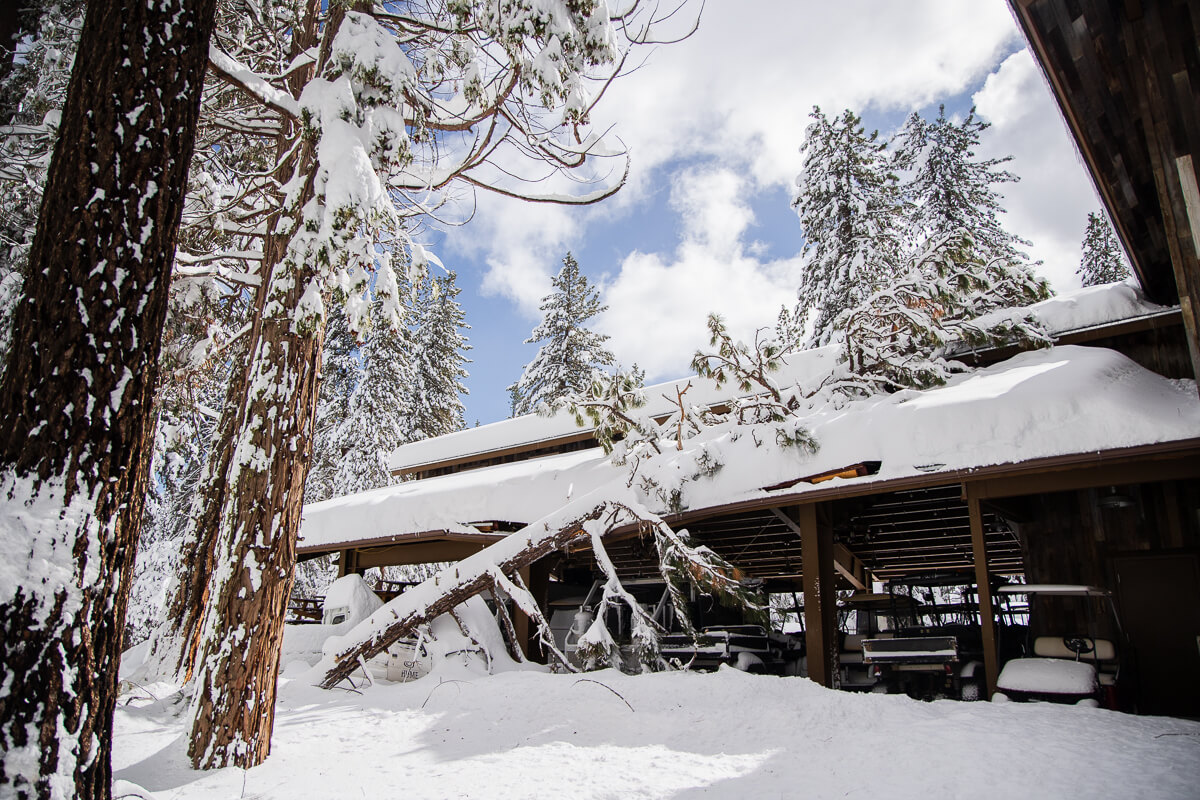 A fallen tree on vehicles and the roof of the Wagon Train Pavillion.