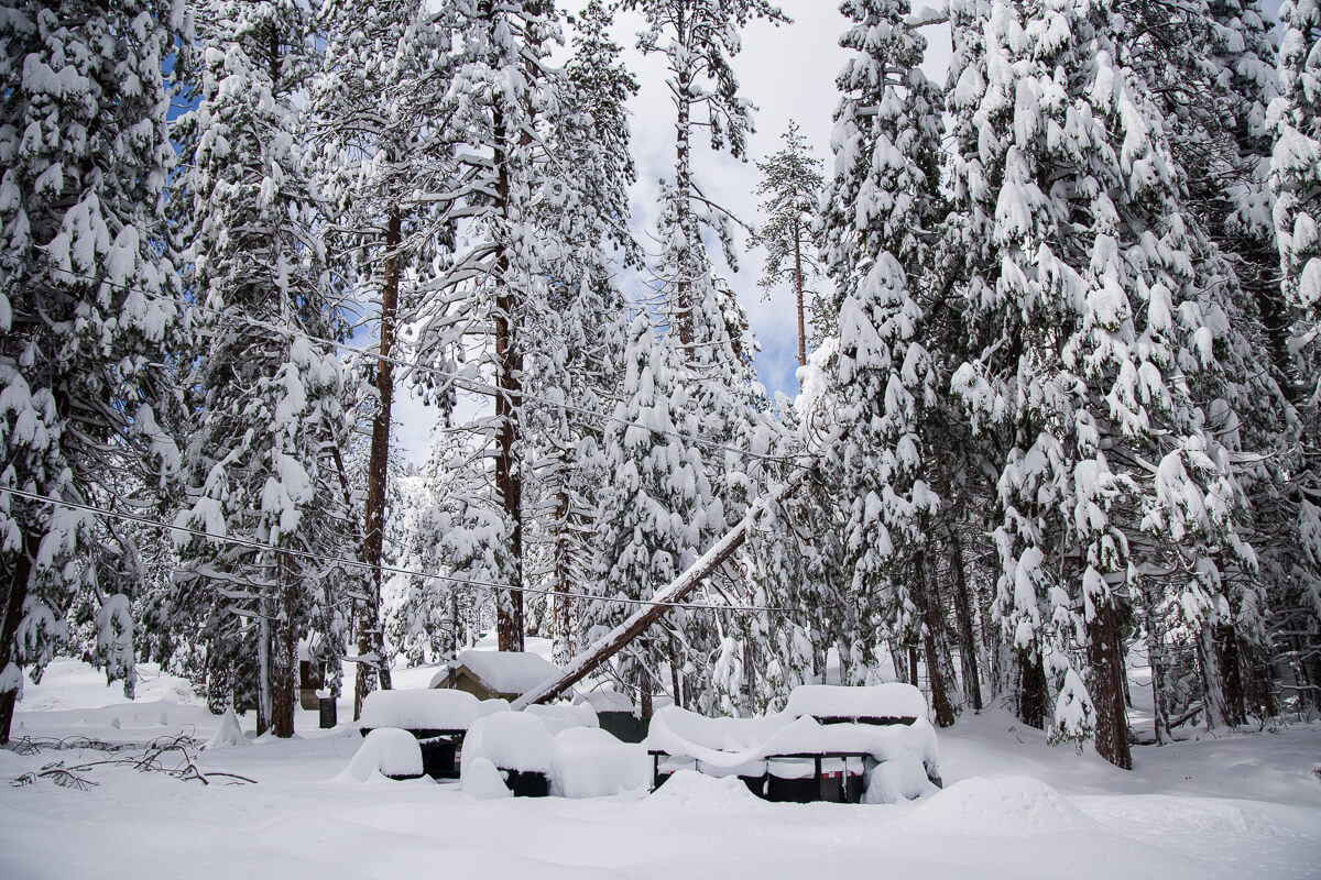 Snow and falling trees across phone lines
