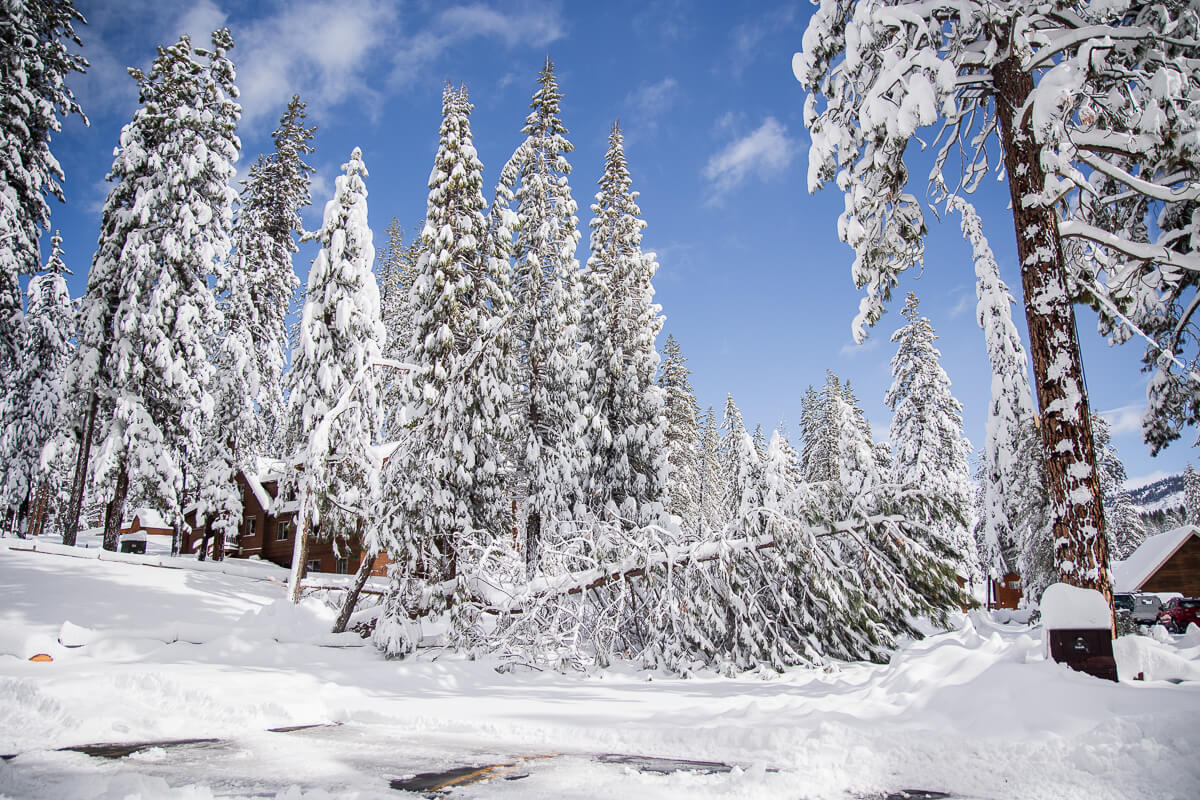 A fallen tree blocks the road in front of Whispering Pines